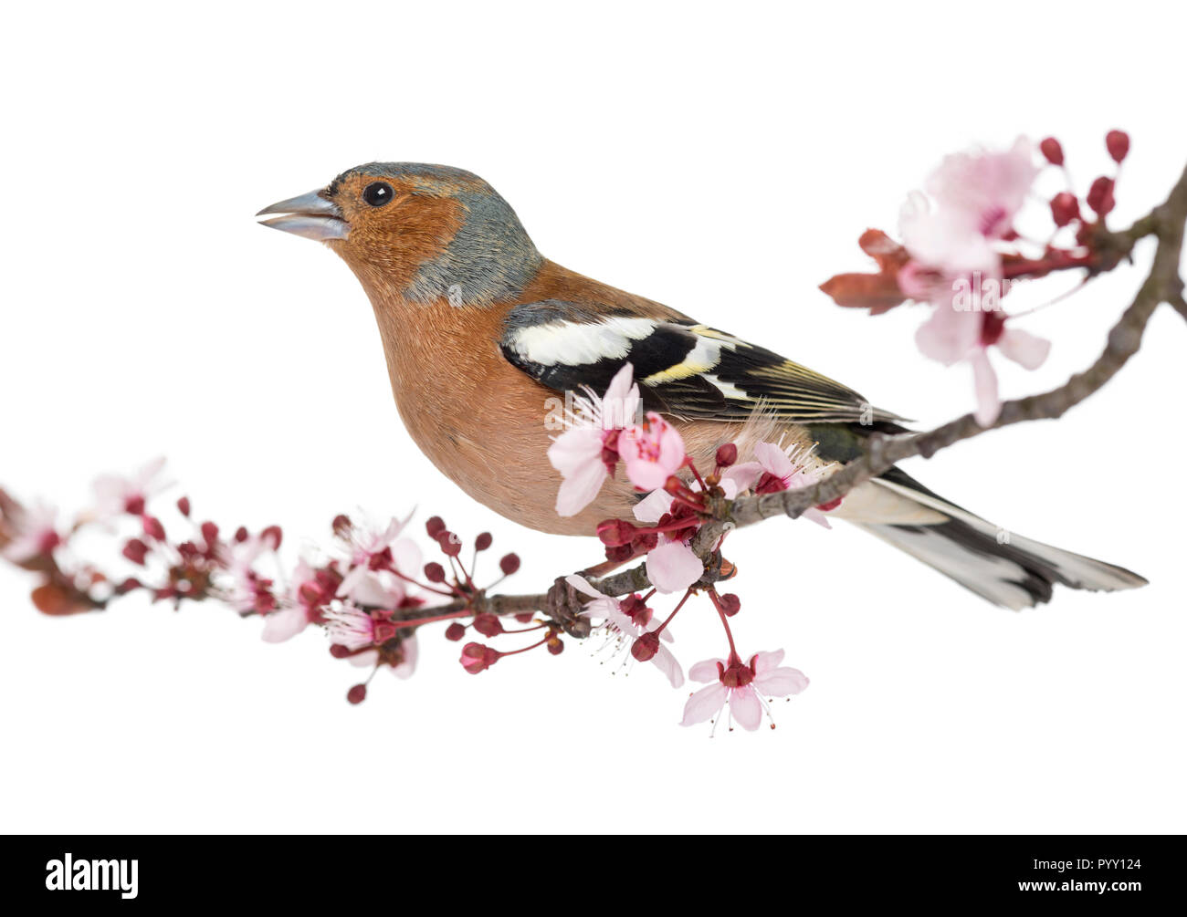 Gemeinsame Buchfink auf Zweig, Singen, isoliert auf weißem thront - Fringilla coelebs Stockfoto