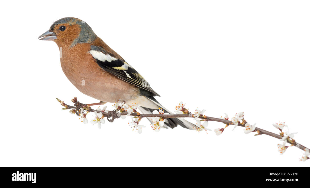 Gemeinsame Buchfink auf Ast sitzend, auf weissem isoliert - Fringilla coelebs Stockfoto