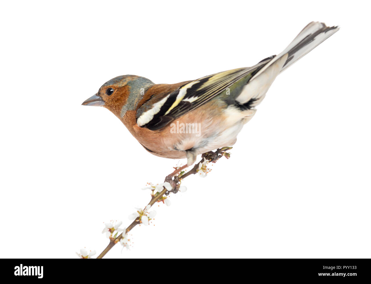 Gemeinsame Buchfink auf Ast sitzend, auf weissem isoliert - Fringilla coelebs Stockfoto