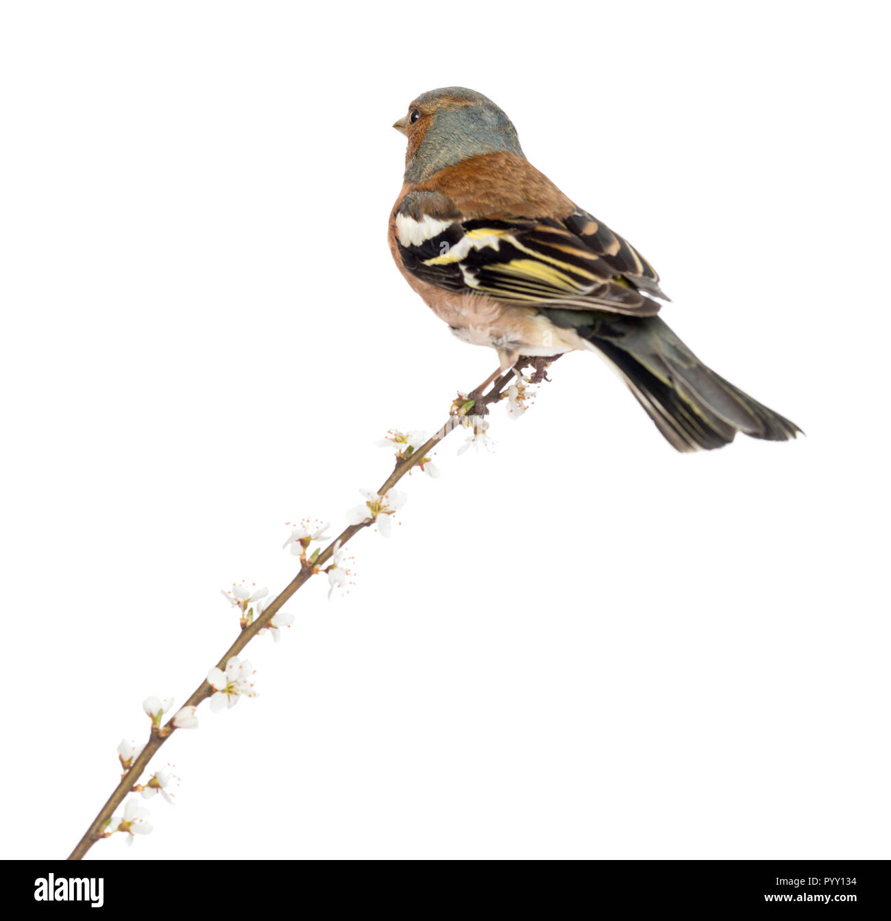 Rückansicht eines Gemeinsamen Buchfink auf Ast sitzend, auf weissem isoliert - Fringilla coelebs Stockfoto