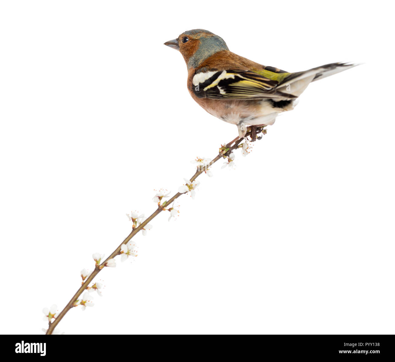 Rückansicht eines Gemeinsamen Buchfink auf Ast sitzend, auf weissem isoliert - Fringilla coelebs Stockfoto