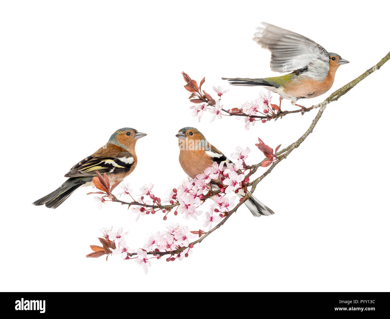 Gruppe der Gemeinsamen Buchfink thront auf einem Japanischen Kirsche Zweig, isoliert auf Weiss - Fringilla coelebs Stockfoto