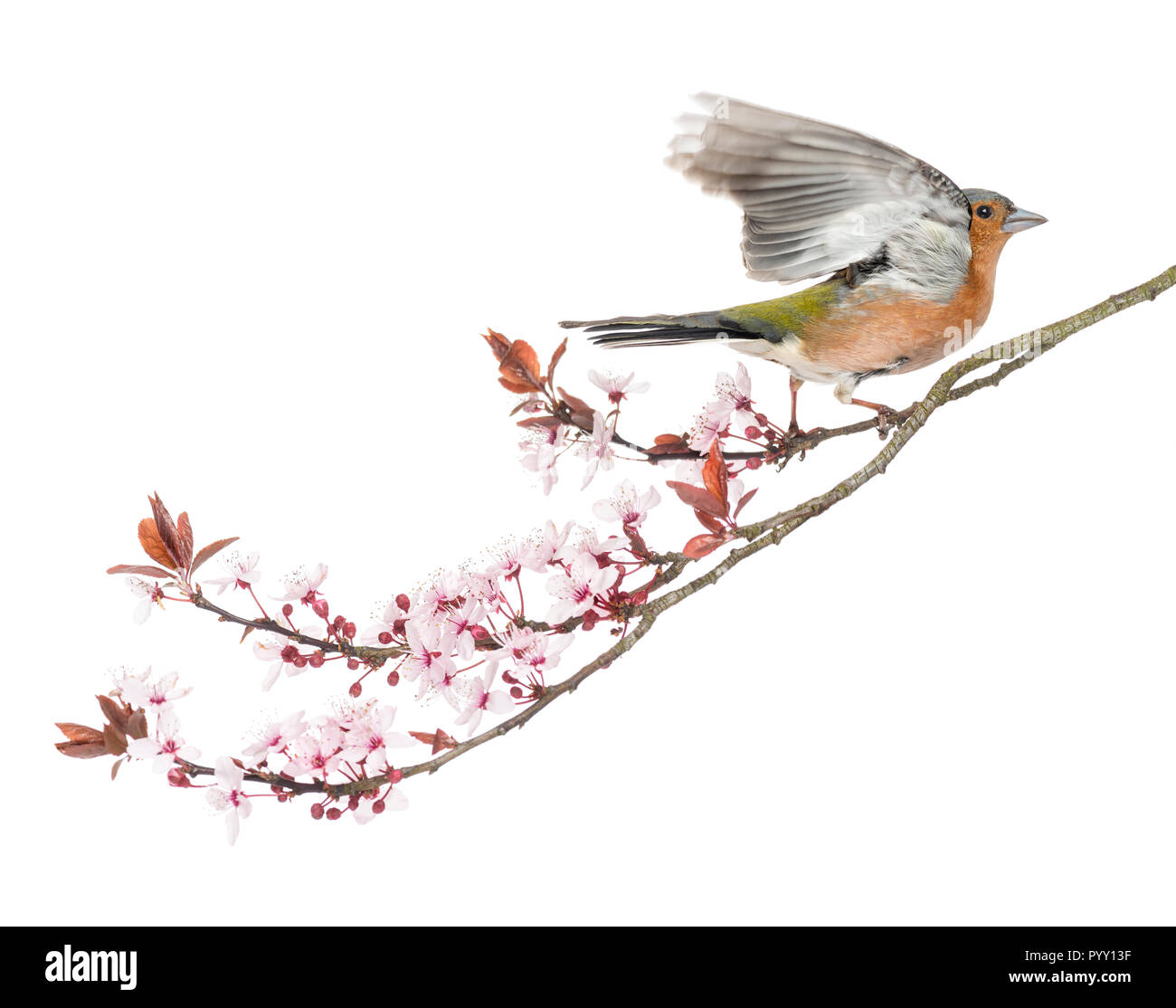 Gemeinsame Buchfink fliegen weg von einer Niederlassung, isoliert auf Weiss - Fringilla coelebs Stockfoto