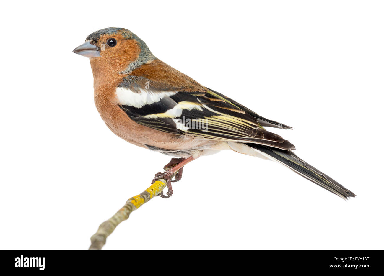 Gemeinsame Buchfink auf Ast sitzend, auf weissem isoliert - Fringilla coelebs Stockfoto
