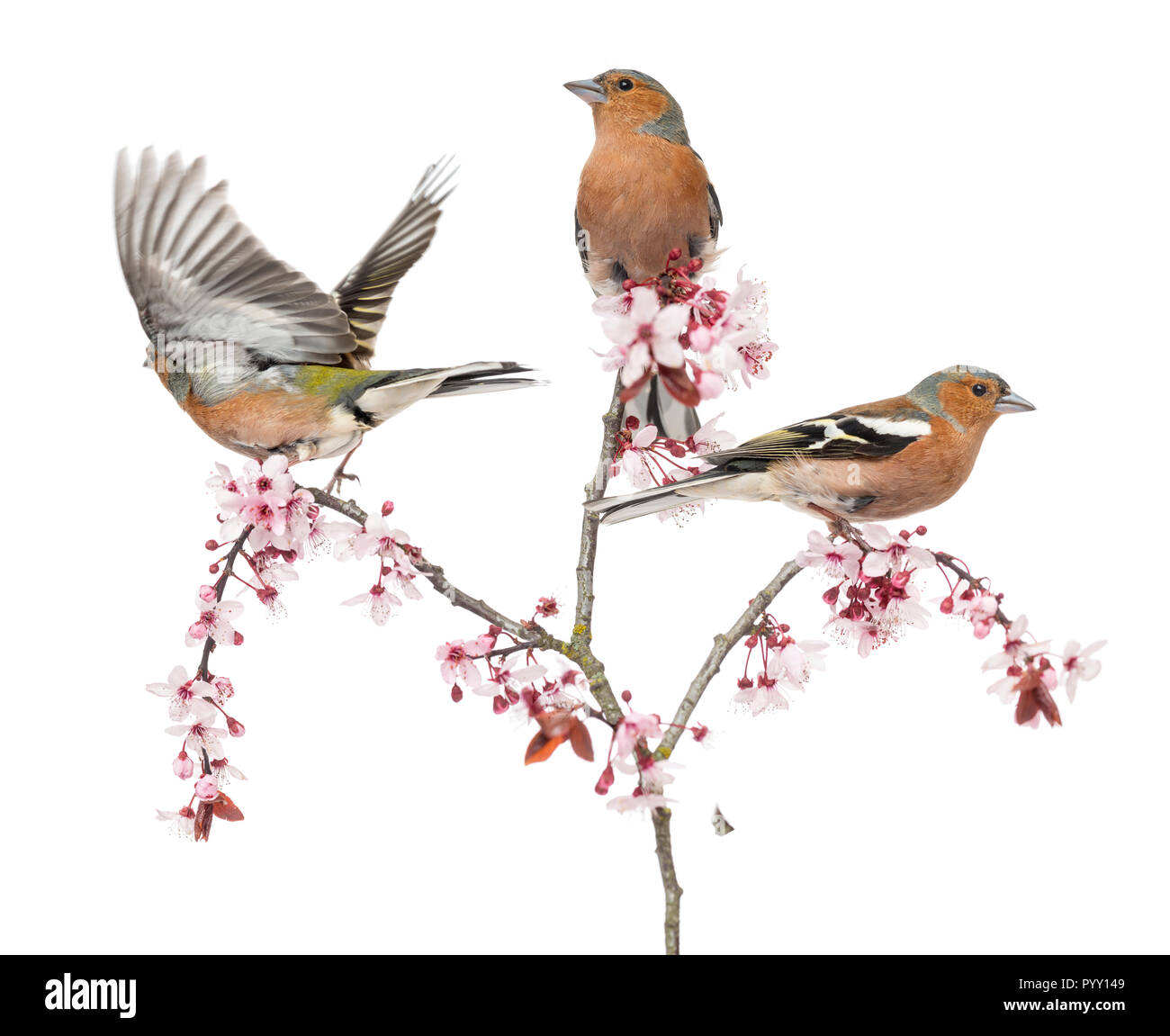 Gruppe der Gemeinsamen Buchfink thront auf einem Japanischen Kirsche Zweig, isoliert auf Weiss - Fringilla coelebs Stockfoto