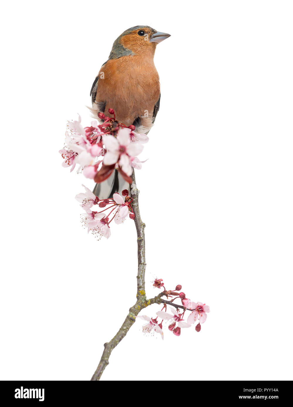 Gemeinsame Buchfink auf Ast sitzend, auf weissem isoliert - Fringilla coelebs Stockfoto