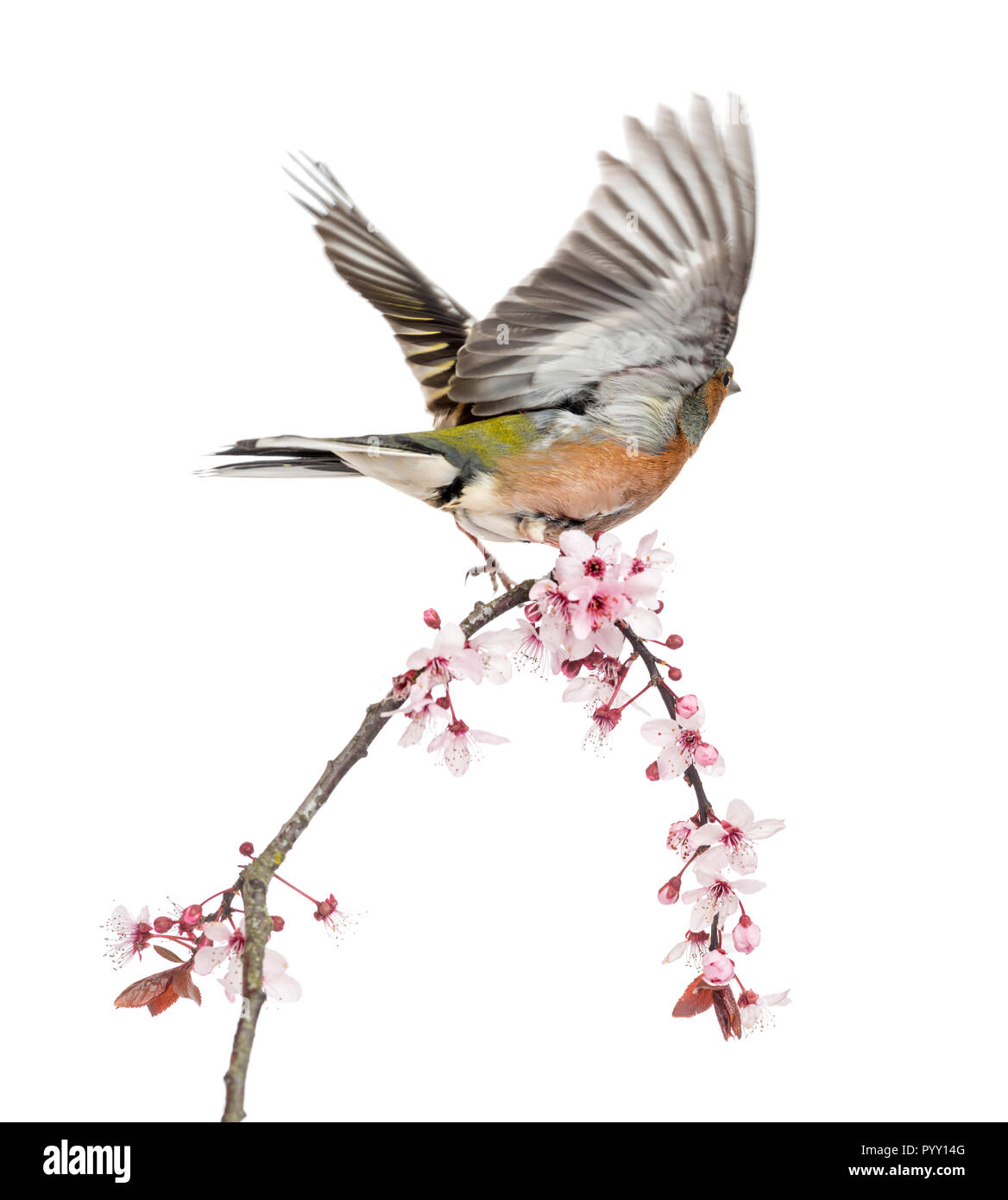 Gemeinsame Buchfink fliegen weg von einer Niederlassung, isoliert auf Weiss - Fringilla coelebs Stockfoto