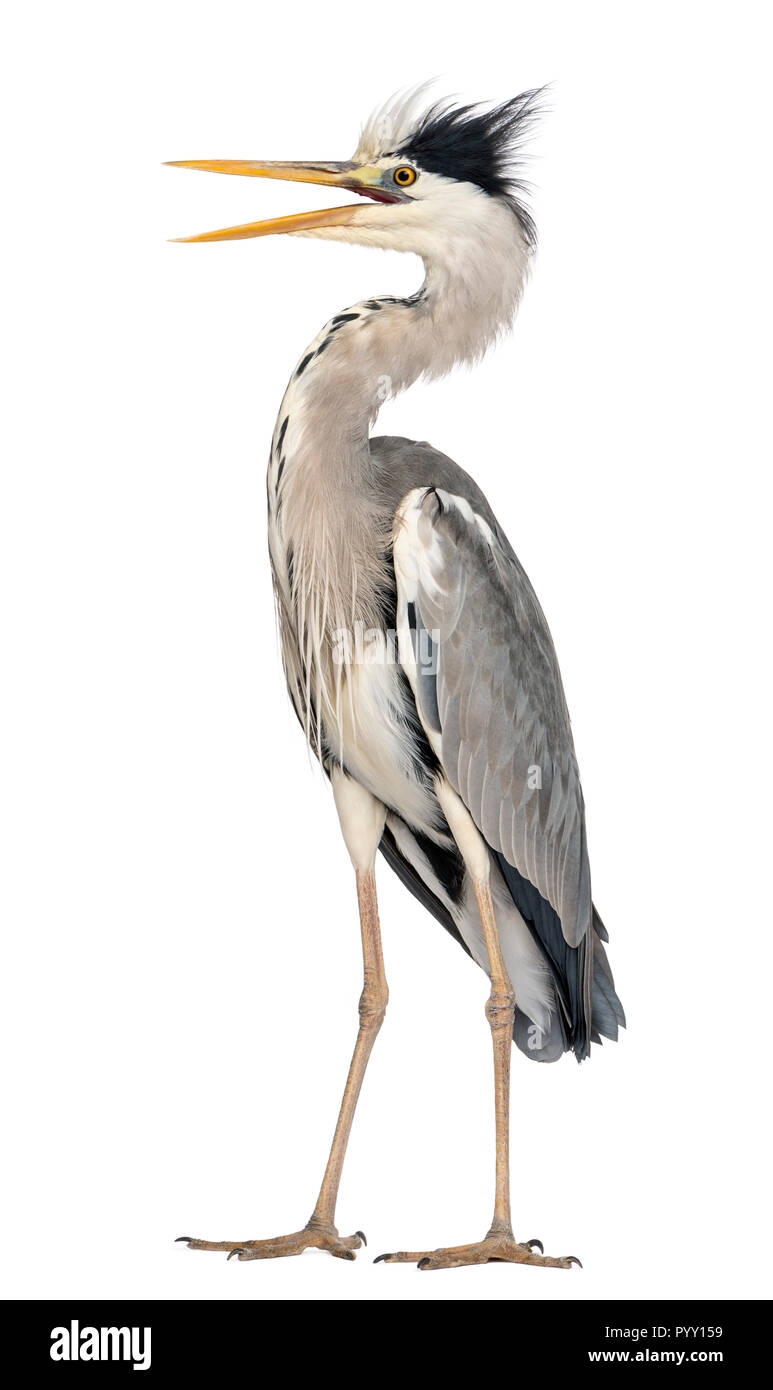 Wütend Graureiher stehen, schreien, Ardea cinerea, 5 Jahre alt, isoliert auf weißem Stockfoto