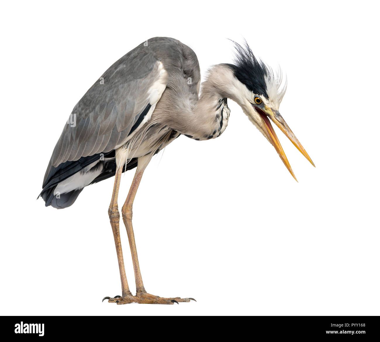 Wütend, Graureiher, schreien, unten schauend, Ardea cinerea, 5 Jahre alt, isoliert auf weißem Stockfoto