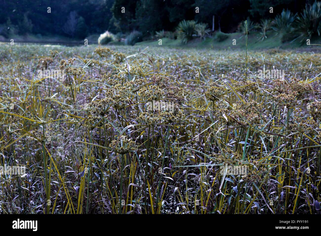 Erstaunliche See Umgebung Stockfoto