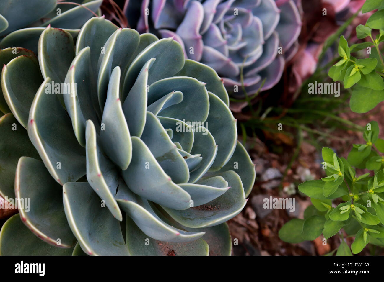 Herrliche grün und lila saftig. Stockfoto