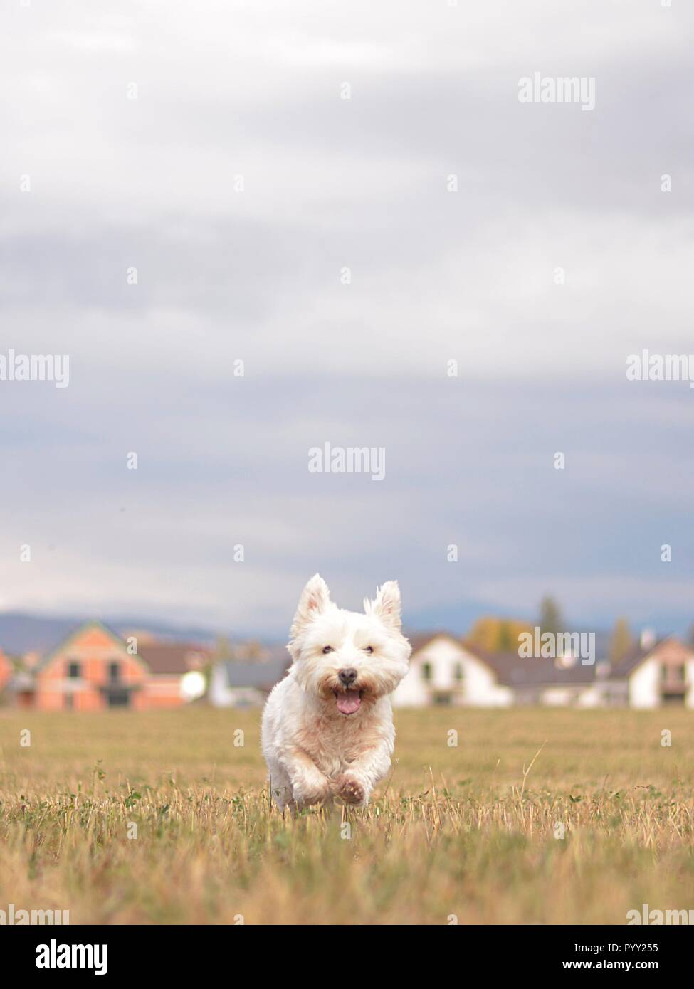 Gerne weißen Hund läuft im Herbst Natur Stockfoto