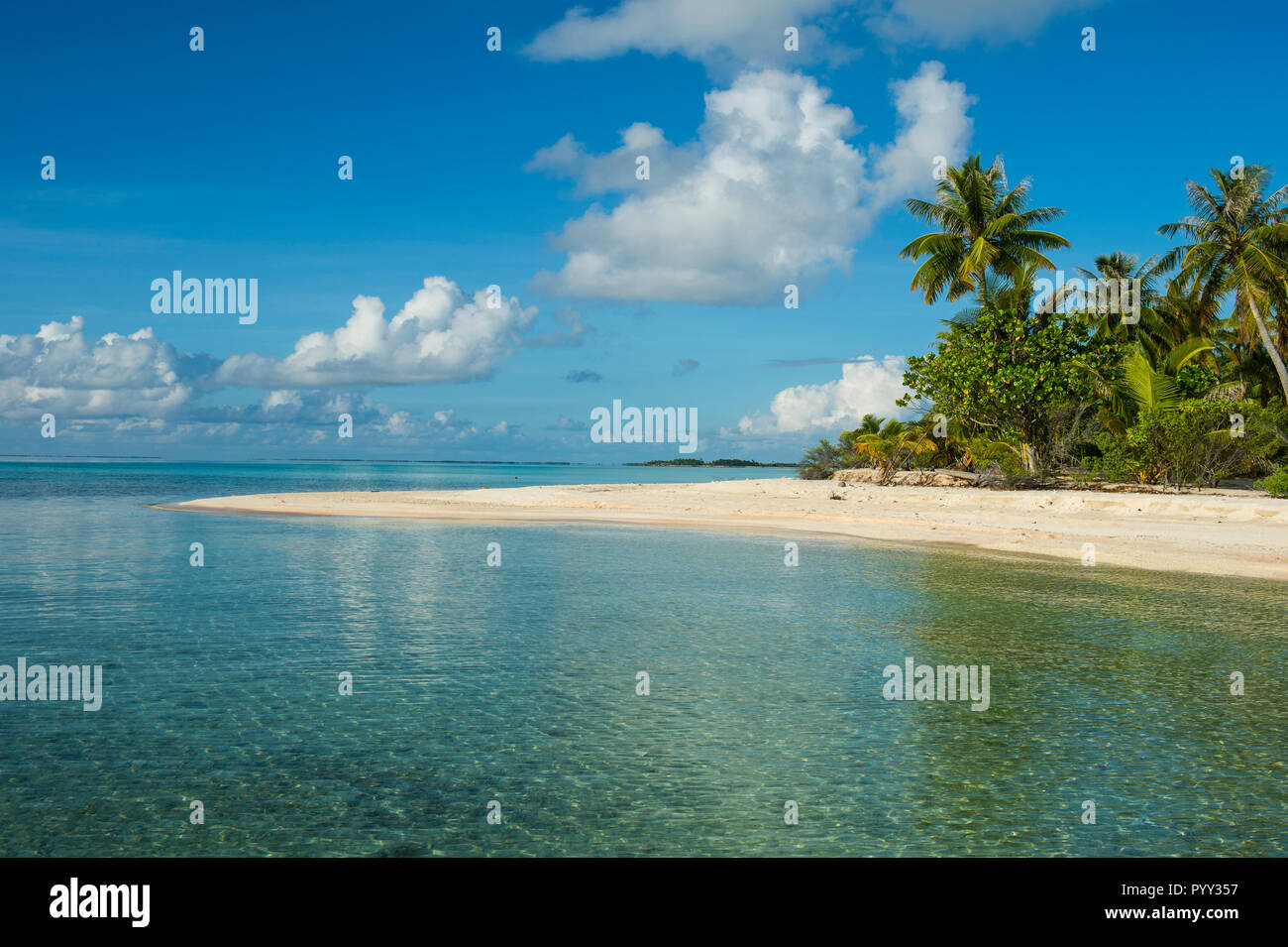 Palmen gesäumten weißen Sandstrand im türkisfarbenen Wasser von Tikehau, Tuamotu Archipel, Französisch Polynesien Stockfoto