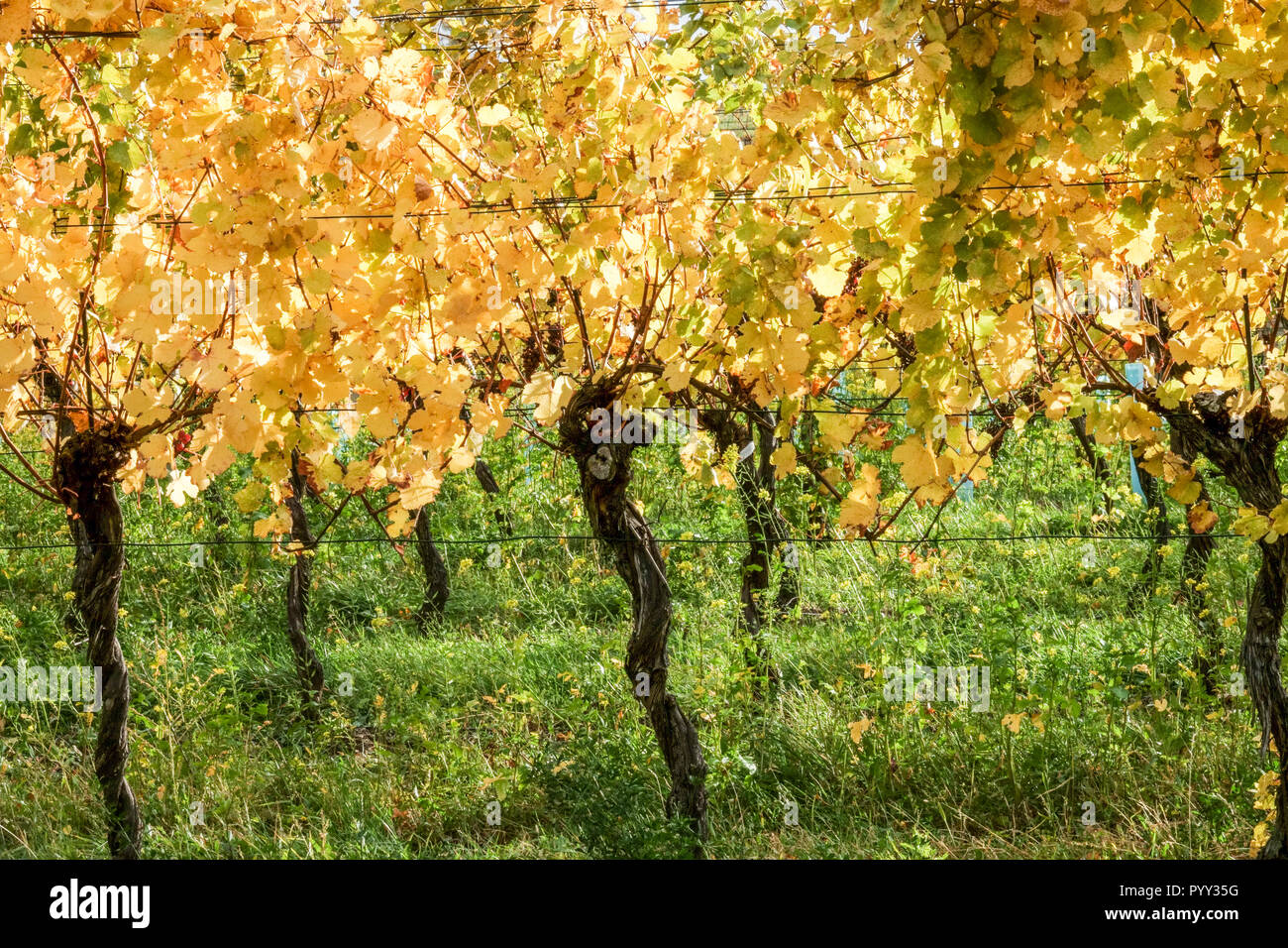 Herbstfarben des Weinbergs am Kahlenberg bei Wien Stockfoto