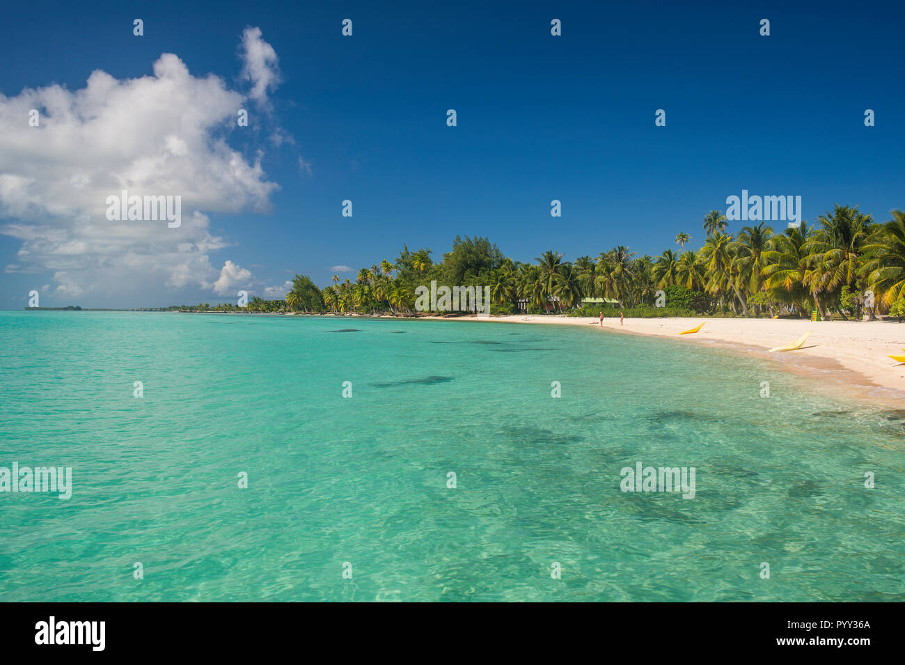 Palmen gesäumten weißen Sandstrand im türkisfarbenen Wasser von Tikehau, Tuamotu Archipel, Französisch Polynesien Stockfoto