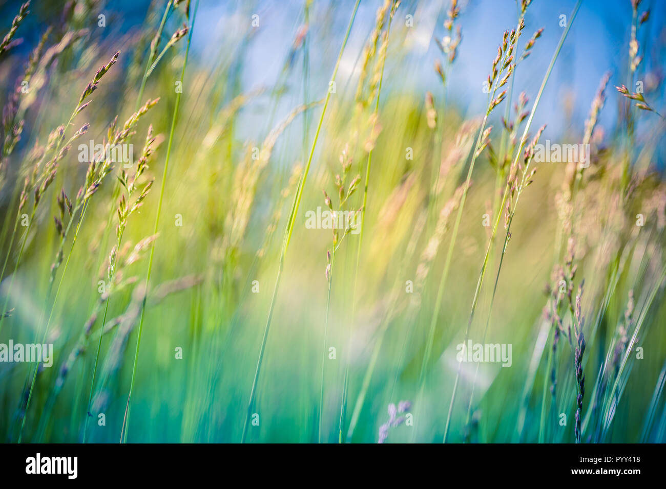 Meisterwerke der Natur Nahaufnahme grüne Gras Wiese Hintergrund unter Sonnenlicht. Schöne Nahaufnahme ökologie Natur Landschaft mit Wiese. Abstrakte gras natur Stockfoto