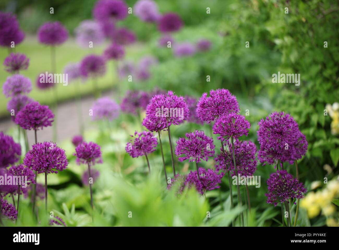 Grenze von Allium purple Sensation Stockfoto