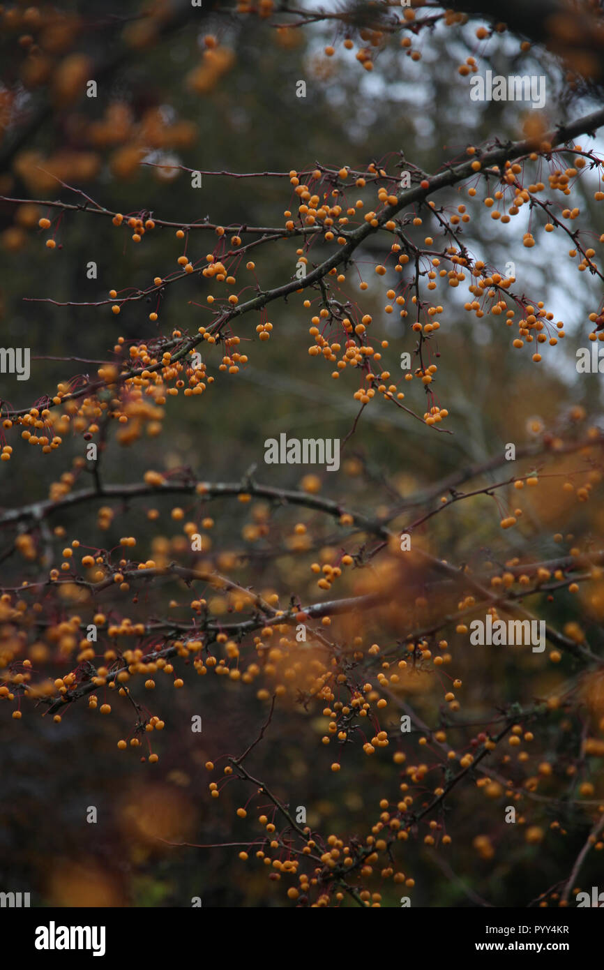 Baum mit orangefarbenen beeren Fotos und Bildmaterial in hoher Auflösung Alamy