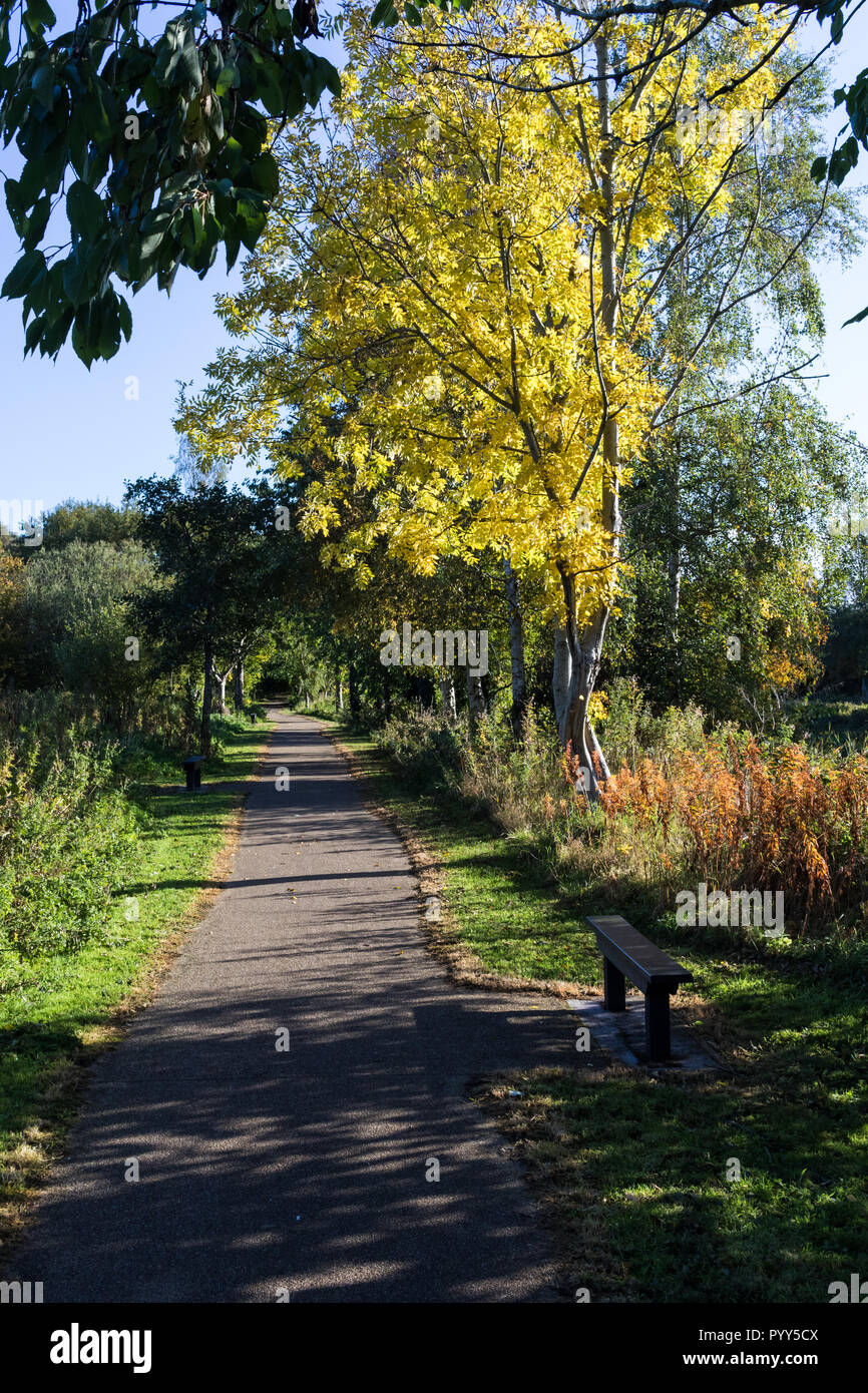 Farben des Herbstes, die einen Sitz entlang eines Teils der Lagan Leinpfad in der Nähe Lisburn Lagan Valley Insel. Lisburn, Nordirland. Stockfoto