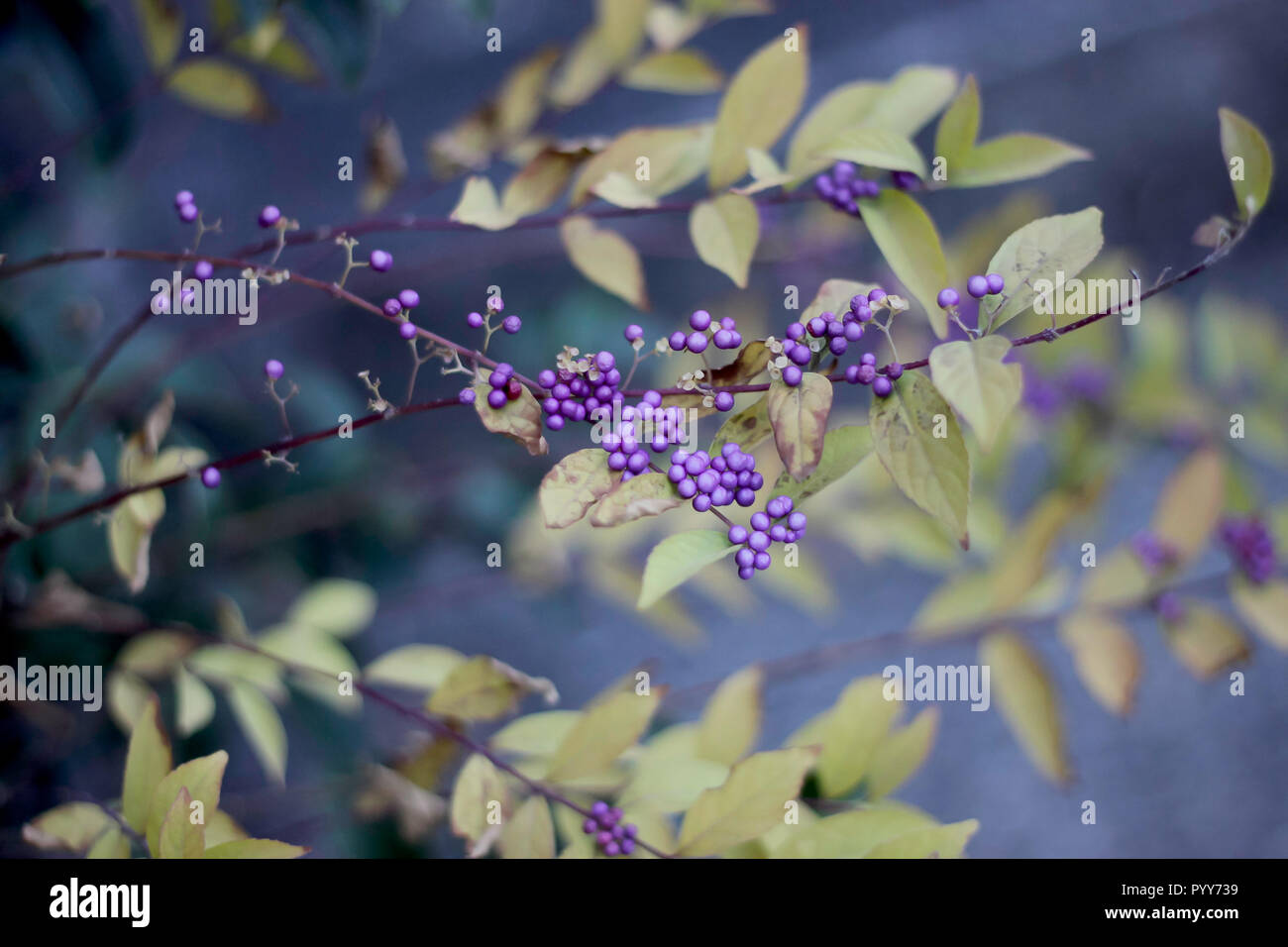 Callicarpa Strauch Stockfotos und bilder Kaufen Alamy