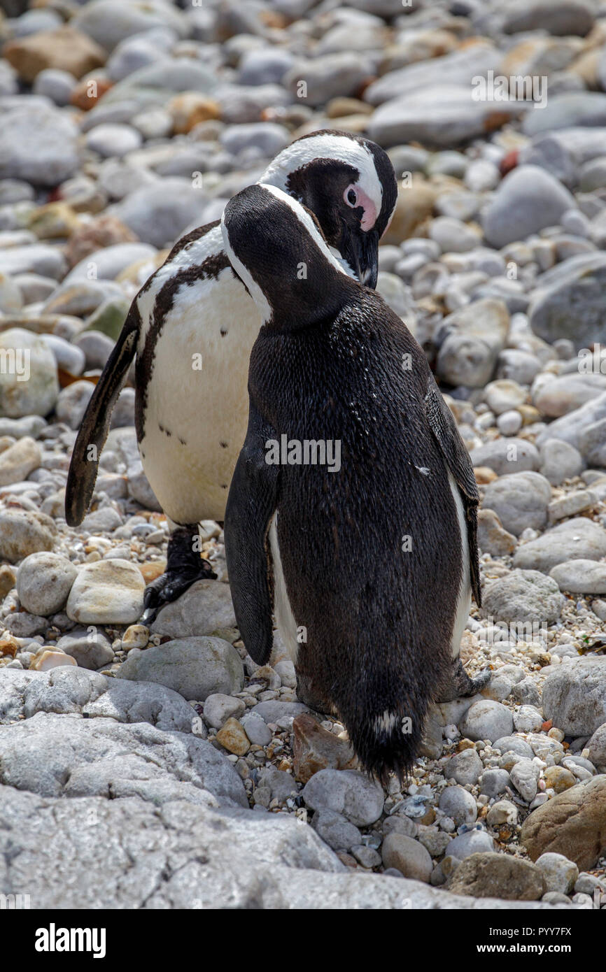 Afrikanische Pinguin Spheniscus demersus Kapstadt, Western Cape, Südafrika 1 September 2018 Erwachsene allopreening. Auch Spheniscidae Stockfoto