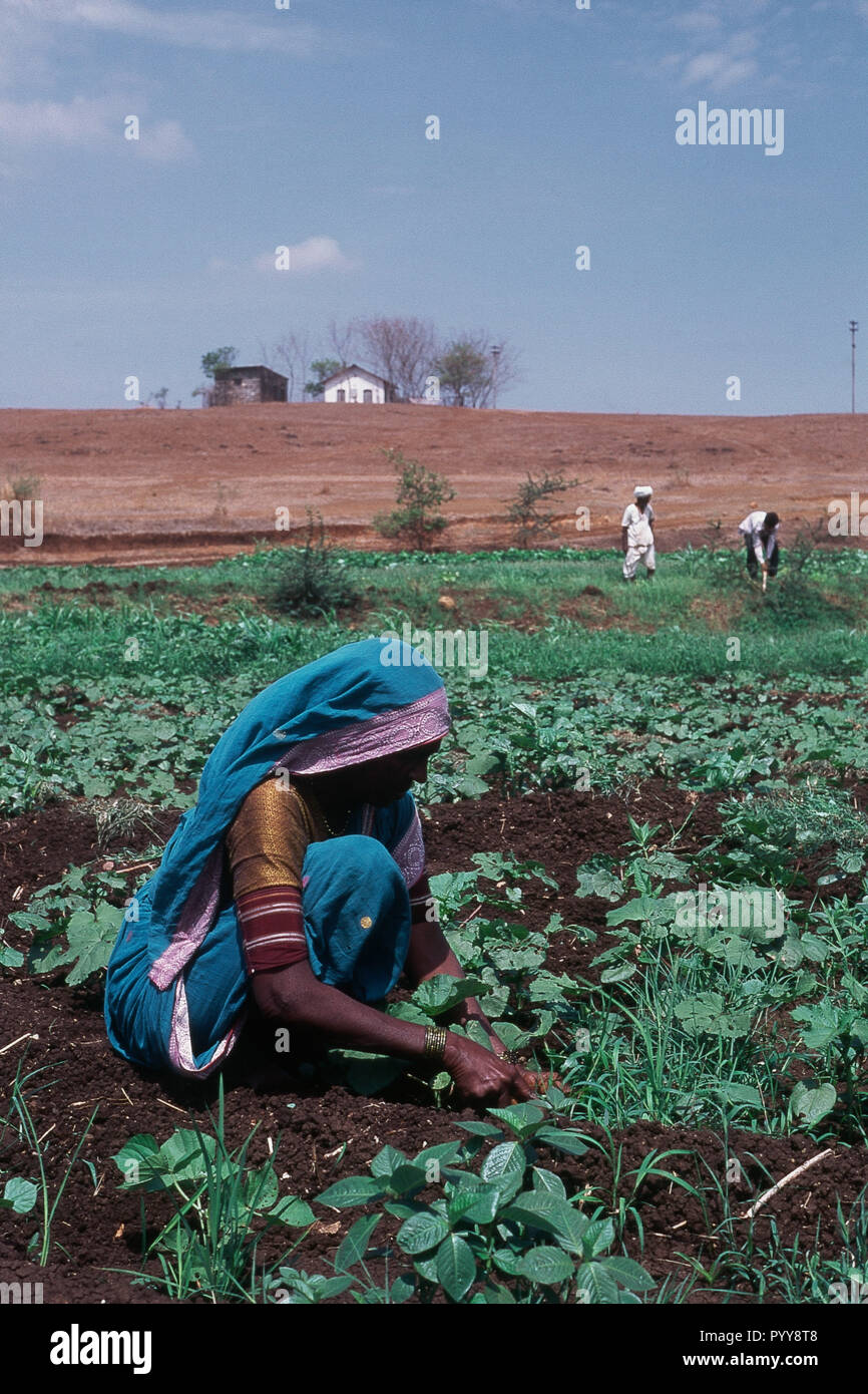 Frauen, die in pflanzlichen Bauernhof in Talegaon Dabhade, Maharashtra, Indien, Asien Stockfoto