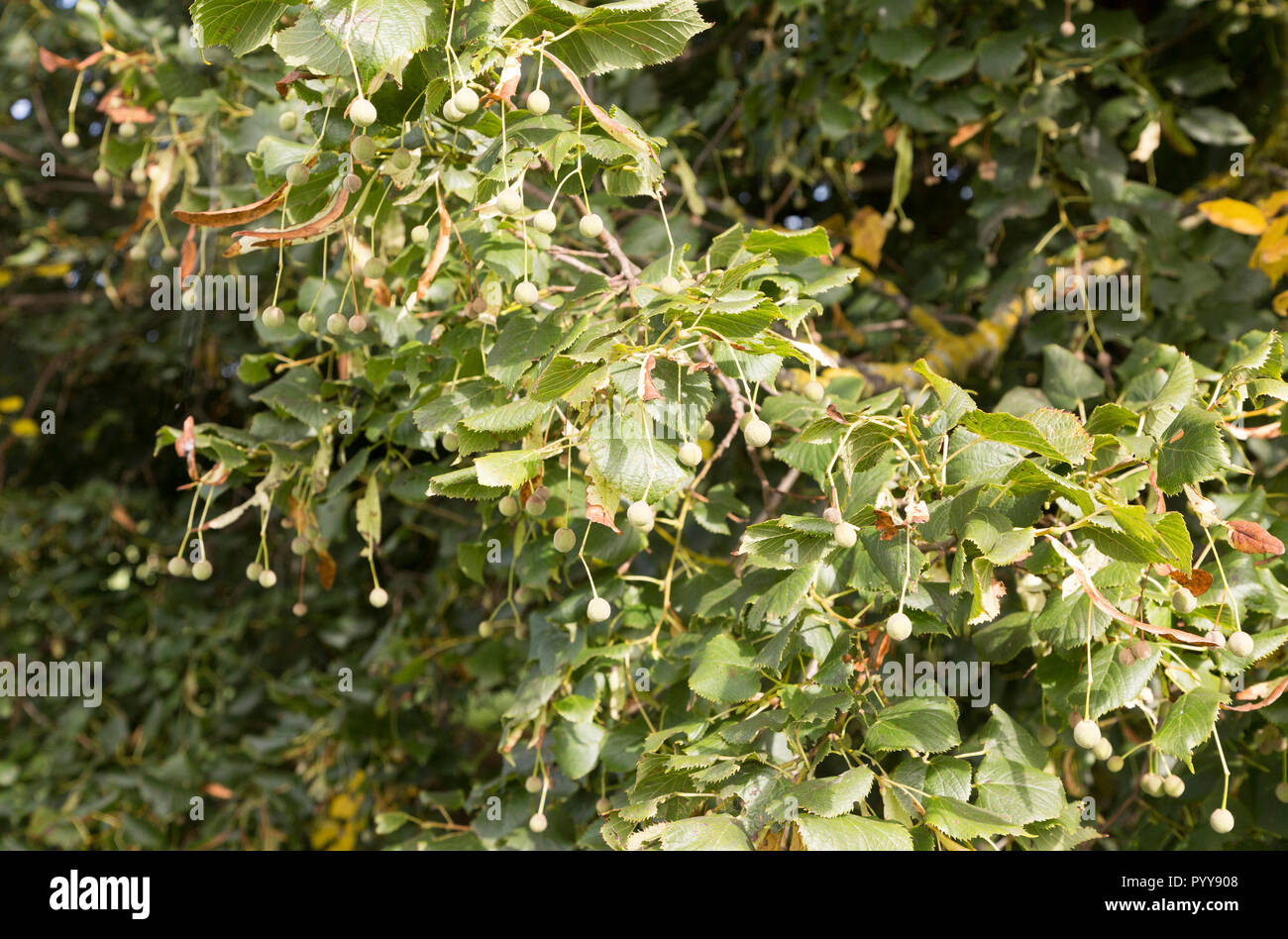 Nahaufnahme der Blätter und Samen des gemeinsamen Lime Tree, Tilia × Europaea, Sutton, Suffolk, England Stockfoto