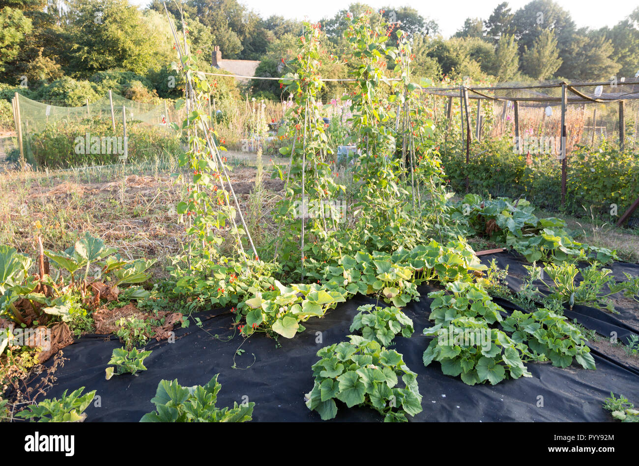 Schnittbohnen, Phaseolus coccineus und andere Garten Gemüse im Sommer Zuteilung, Shottisham, Suffolk, England, Großbritannien Stockfoto