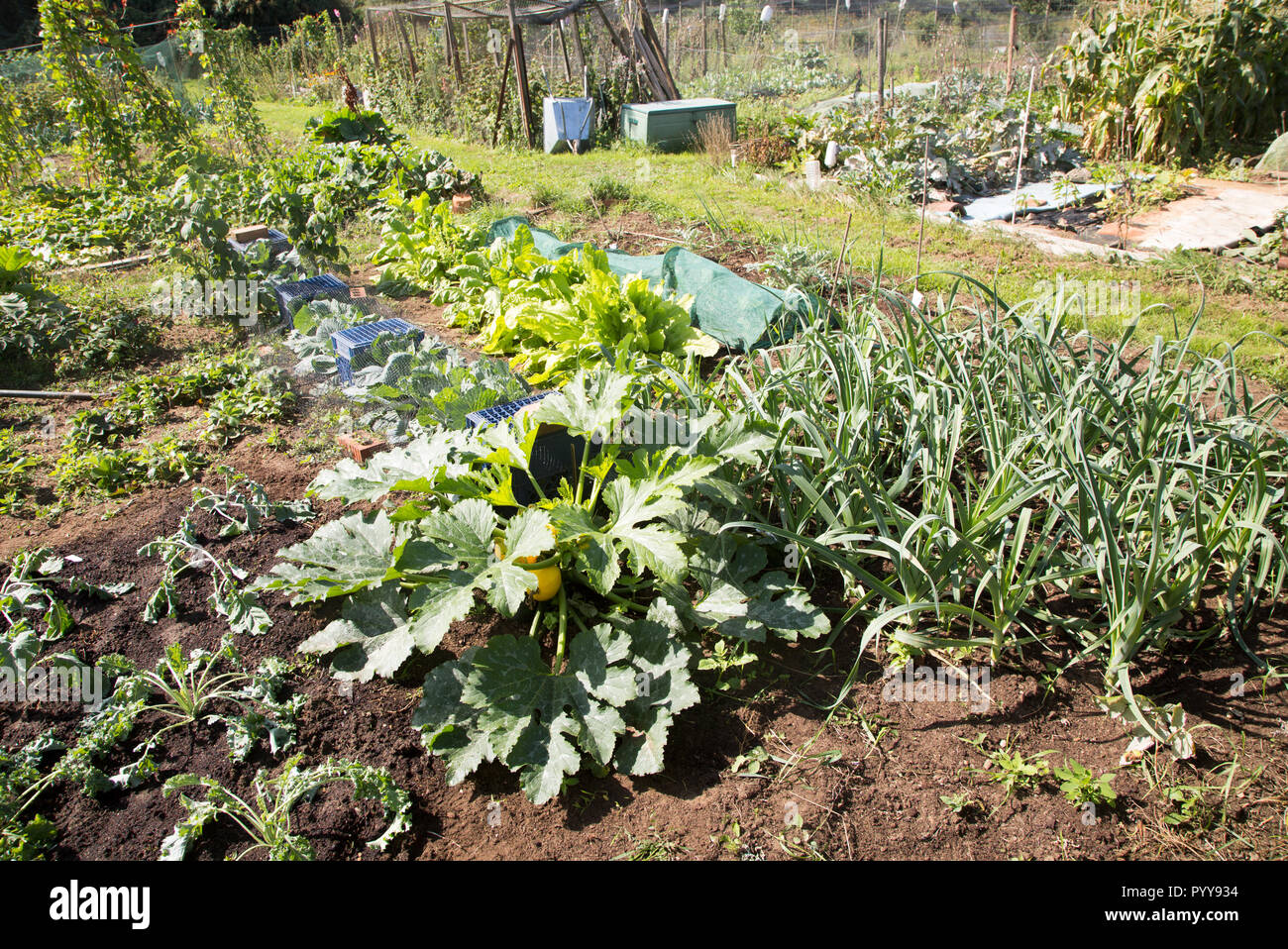 Gemüse wachsen im Schrebergarten, Shottisham, Suffolk, England, Großbritannien Stockfoto