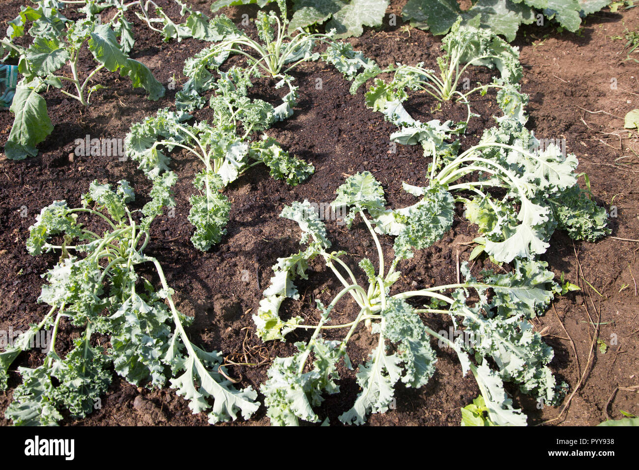 Grünkohl Gemüse neu im Schrebergarten, Shottisham, Suffolk, England, Großbritannien Stockfoto
