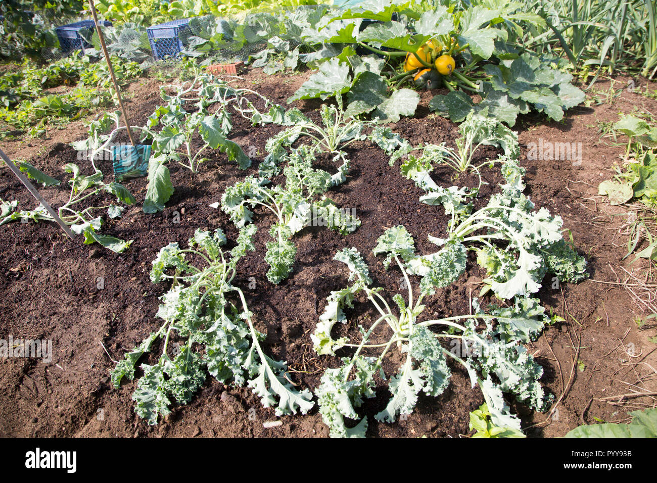 Grünkohl Gemüse neu im Schrebergarten, Shottisham, Suffolk, England, Großbritannien Stockfoto