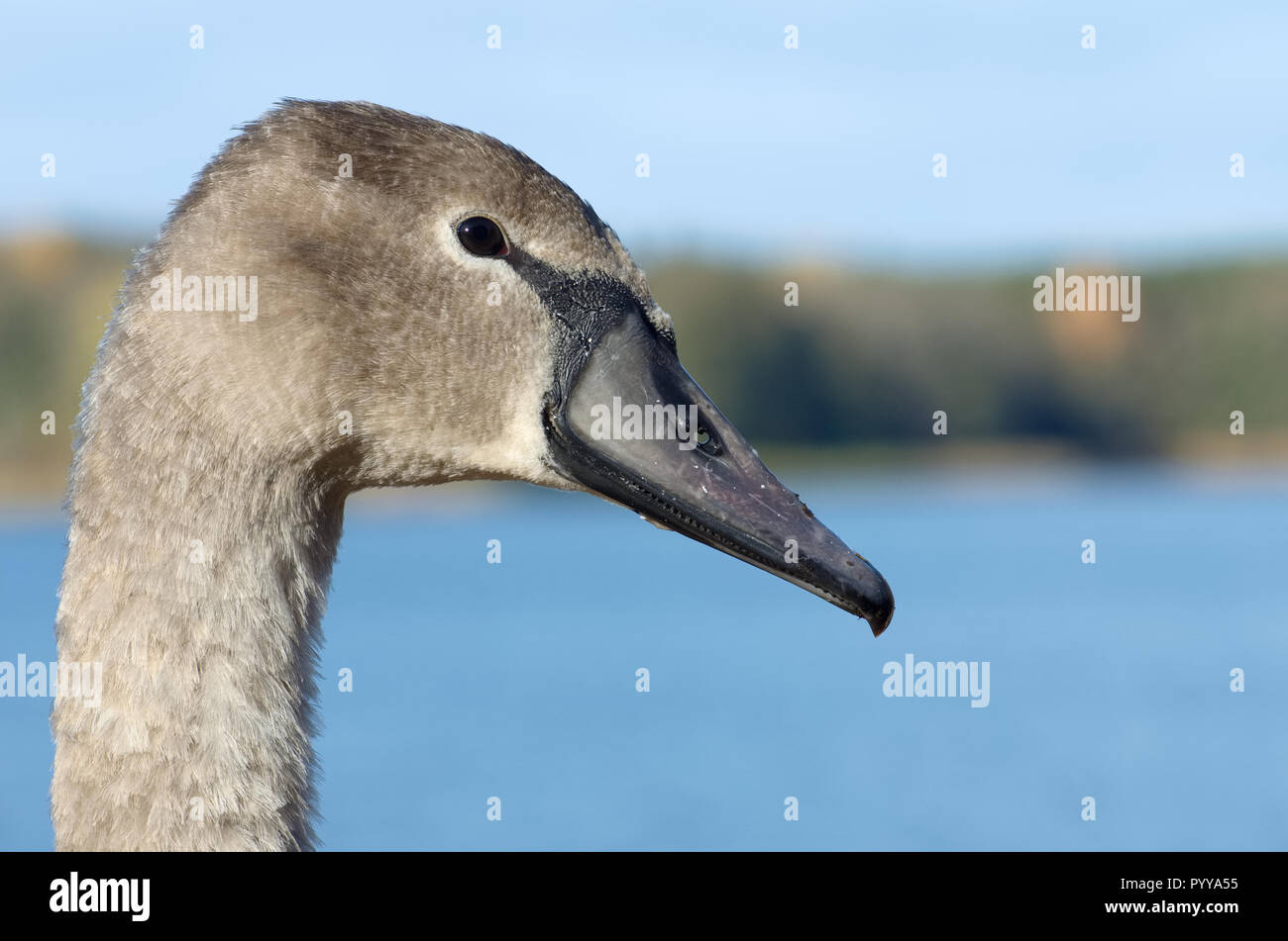 Horizontale close-up portrait Bild eines schönen grauen Cygnus olor Swan Kinder schwimmen im See an einem warmen und sonnigen Herbsttag Stockfoto