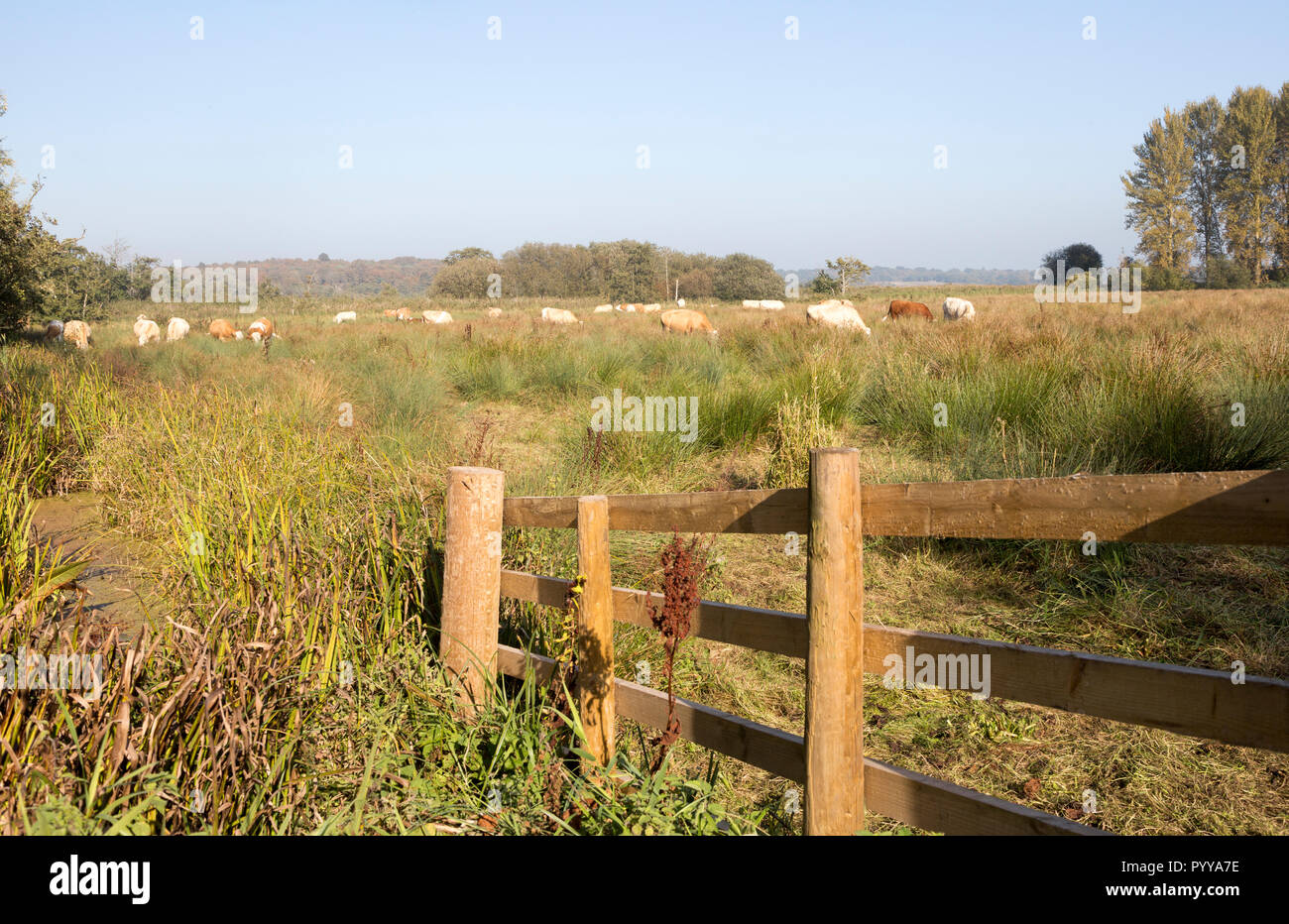 Rinder grasen in Feuchtgebieten Wasser Wiese an Eastbridge, Suffolk, England, Großbritannien Stockfoto