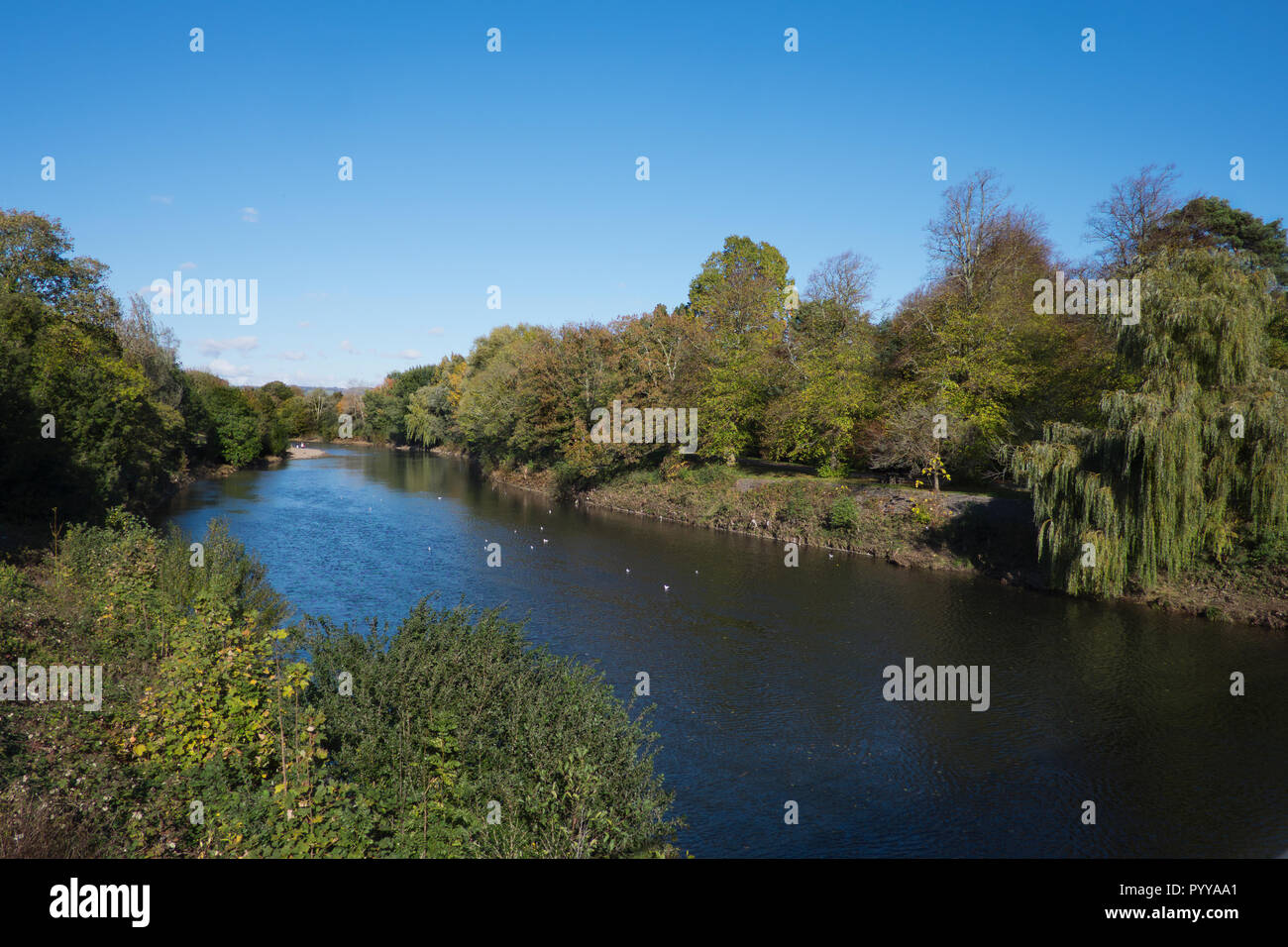 Blick auf den Fluss Taff in Bute Park Cardiff Stockfoto