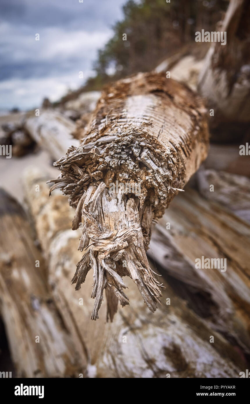 In der Nähe Bild von einem alten Stück Holz, selektiver Fokus, natürliche Zusammenfassung Hintergrund. Stockfoto