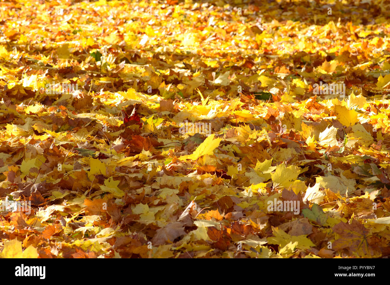 Schönen Teppich von farbigen Ahorn Blätter im Herbst Stockfoto