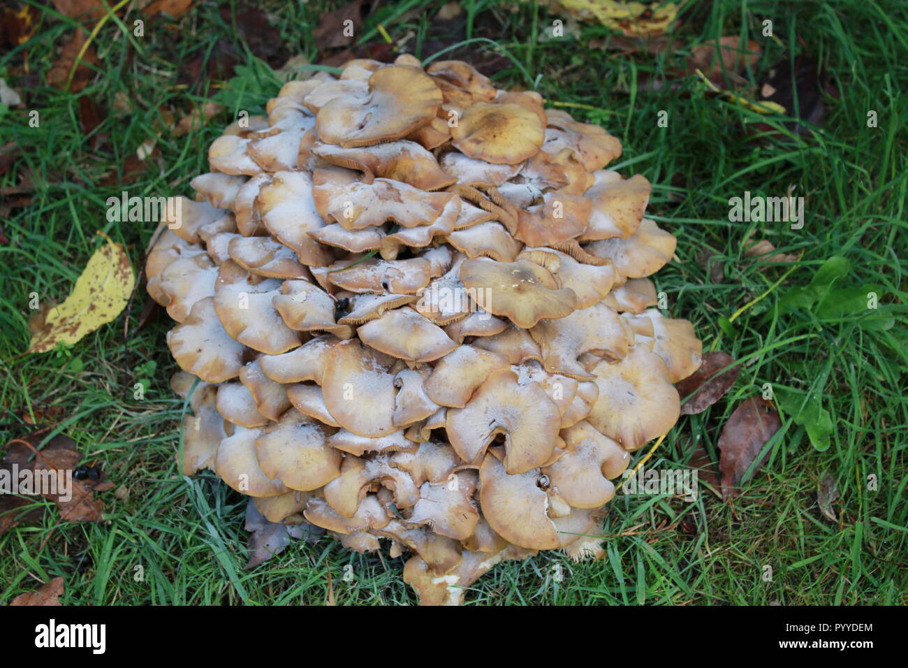 Nahaufnahme von Pilzen Stockfoto