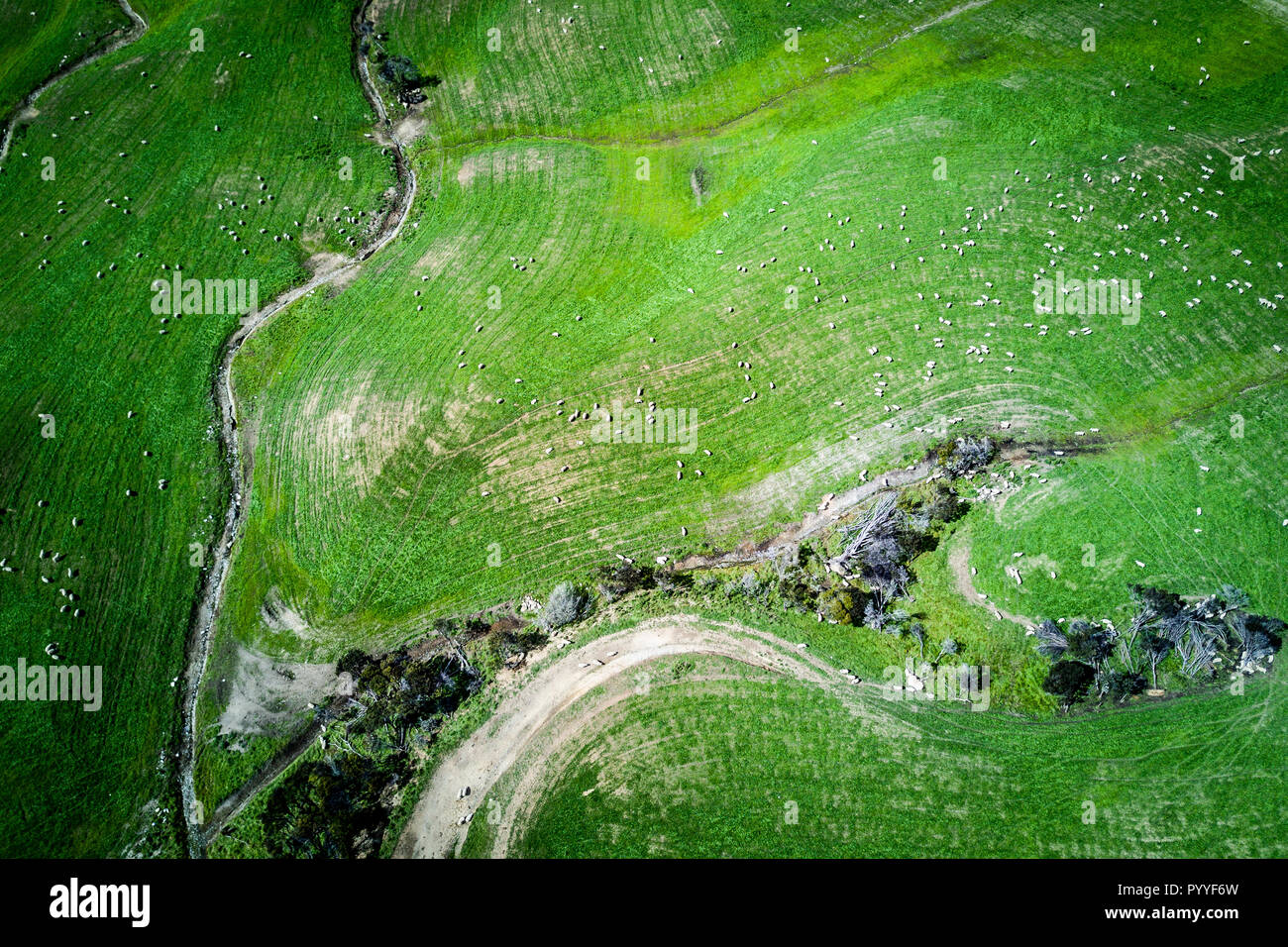 Schafe grasen auf der Weide in Neuseeland Stockfoto