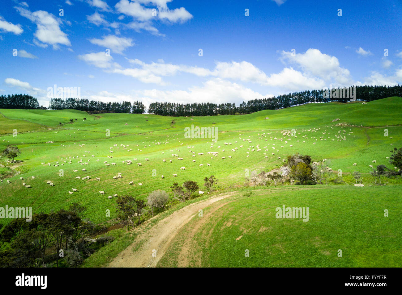 Schafe grasen auf der Weide in Neuseeland Stockfoto