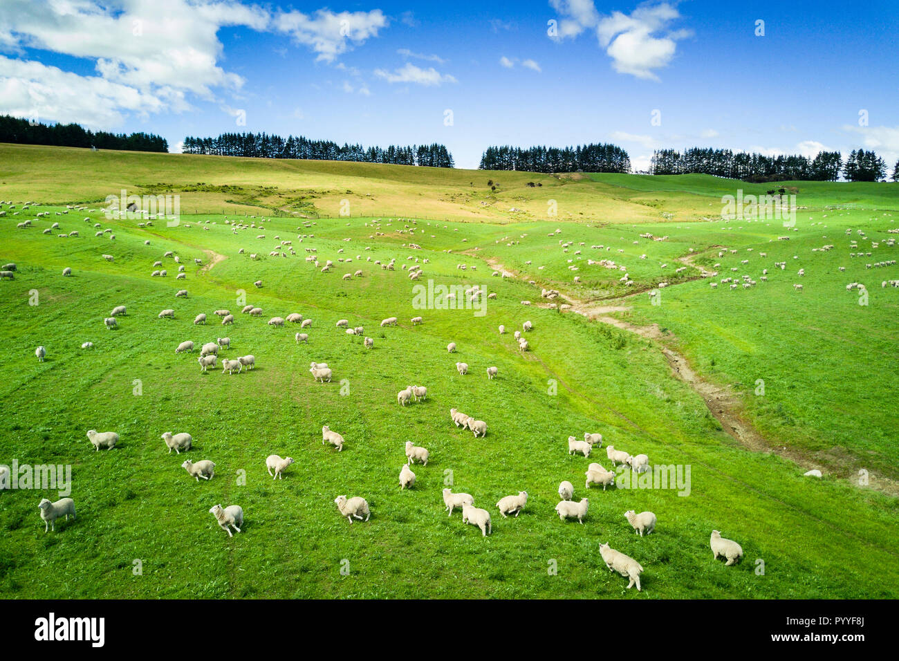 Schafe grasen auf der Weide in Neuseeland Stockfoto