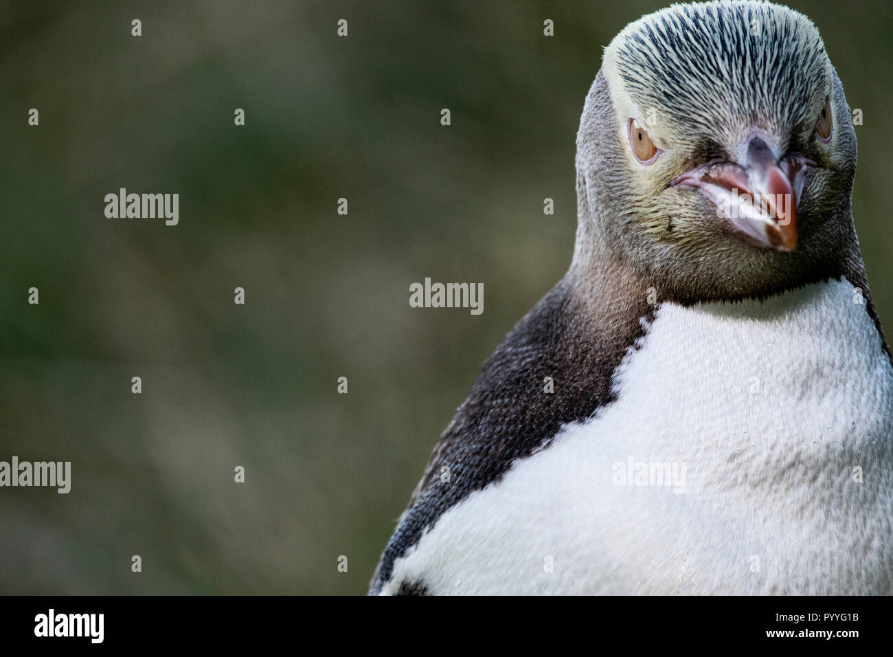 Yellow-eyed Pinguine sind Insel endemische und sind in den südlichen Regionen von Neuseeland gefunden. Stockfoto