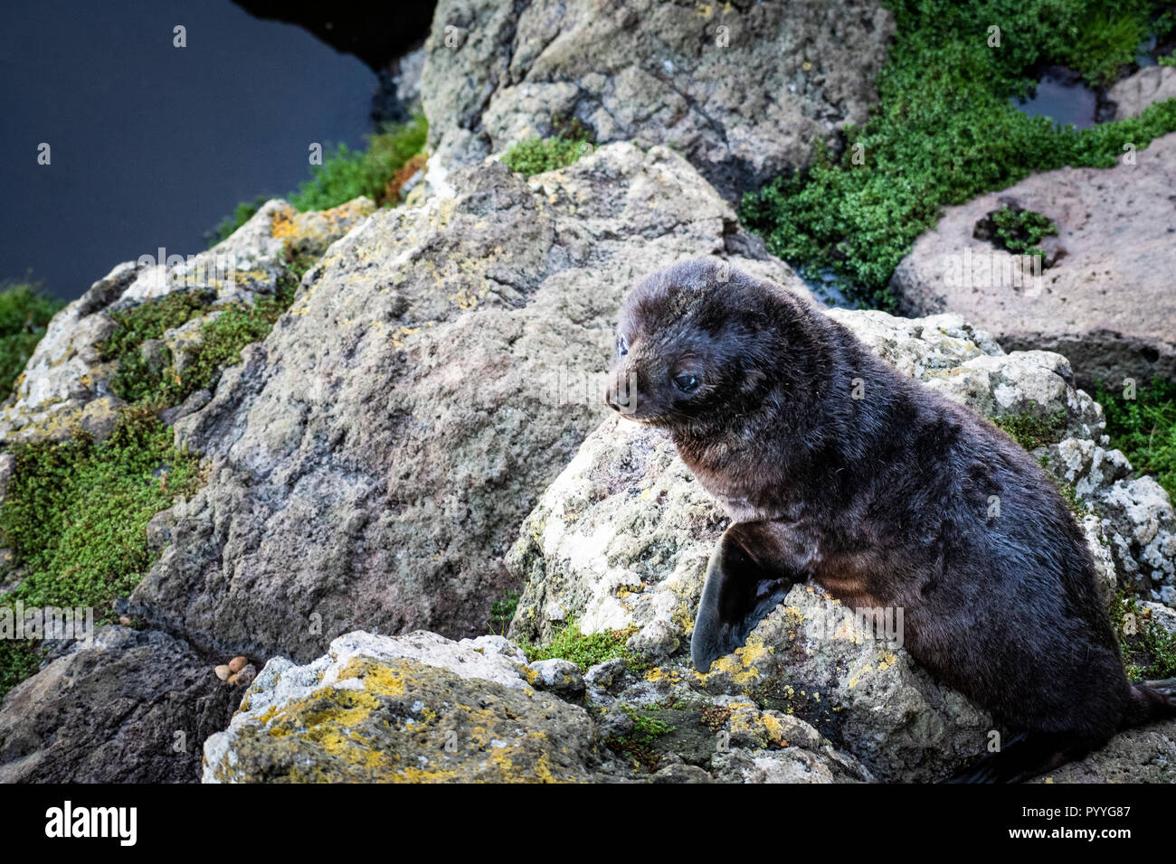 New Zealand fur Seal Kolonie in der Nähe von Dunedin auf der Otago Halbinsel Stockfoto