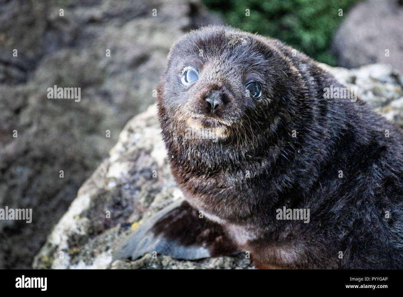 New Zealand fur Seal Kolonie in der Nähe von Dunedin auf der Otago Halbinsel Stockfoto