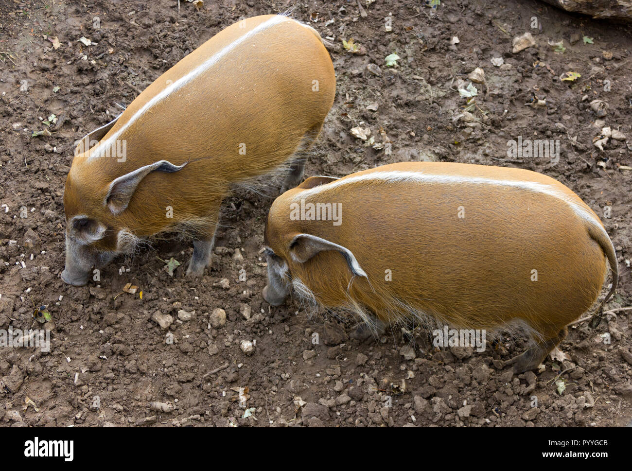 Red River Schweine oder afrikanischen Busch Schweine (Potomus Porcus) Stockfoto