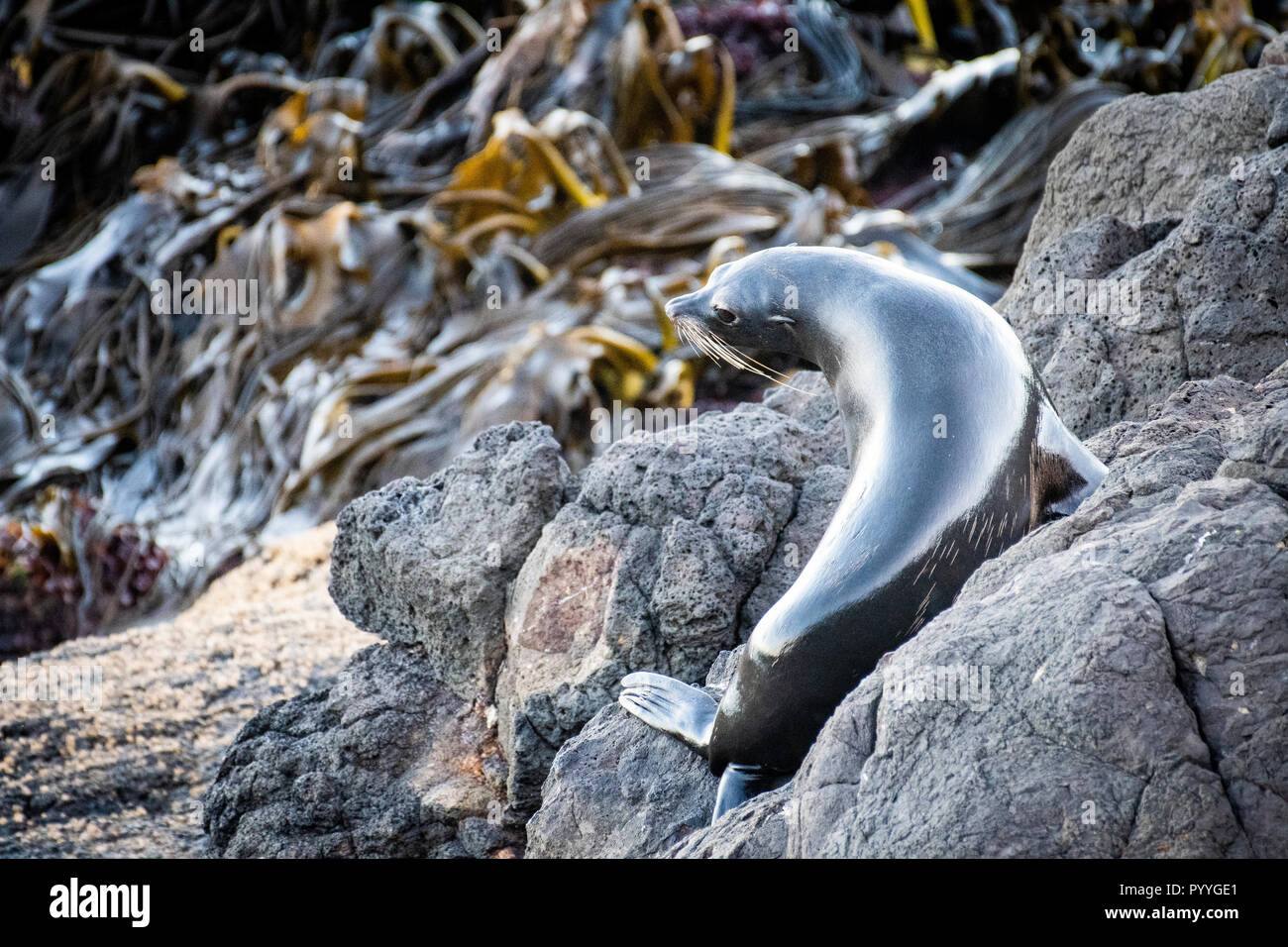 New Zealand fur Seal Kolonie in der Nähe von Dunedin auf der Otago Halbinsel Stockfoto