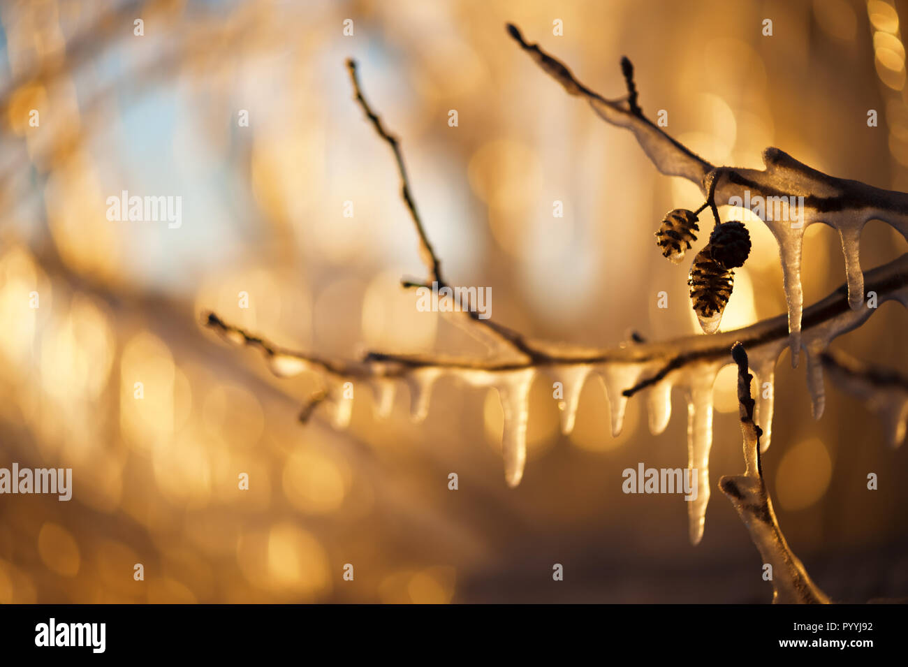 Eiszapfen hängen von den Zweigen und leuchtet durch die untergehende Sonne Stockfoto