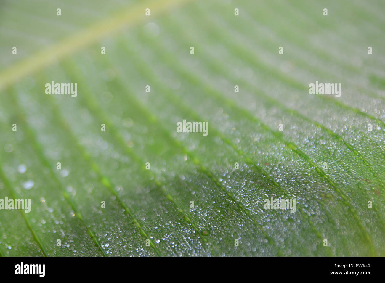 Bananenbaumblatt mit wassertropfen -Fotos und -Bildmaterial in hoher  Auflsung  Alamy