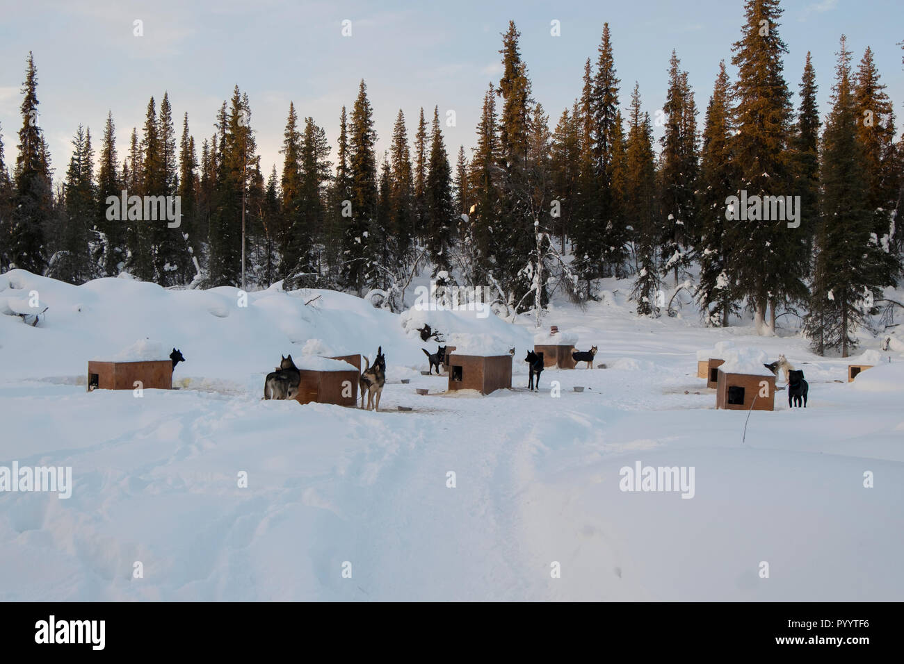 Siberian husky Hunde warten auf Hund seldding außerhalb Kiruna, Schweden im Winter. Stockfoto