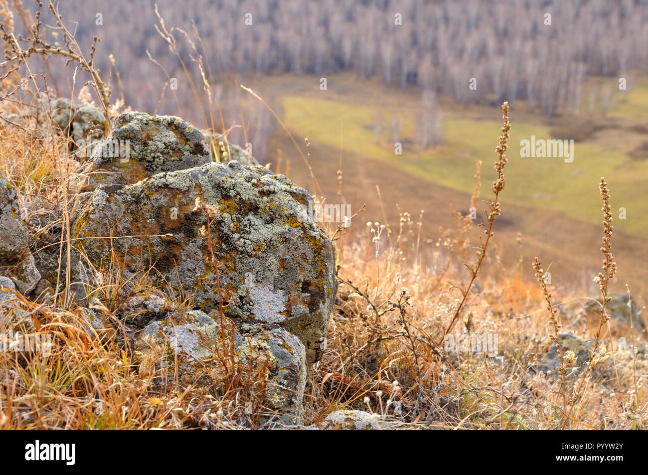 Flache Tiefenschärfe Blick auf Rock Steine mit Flechten durch gelbe herbst gras auf sanften Hügeln in Chakassien, Russland umgeben abgedeckt Stockfoto