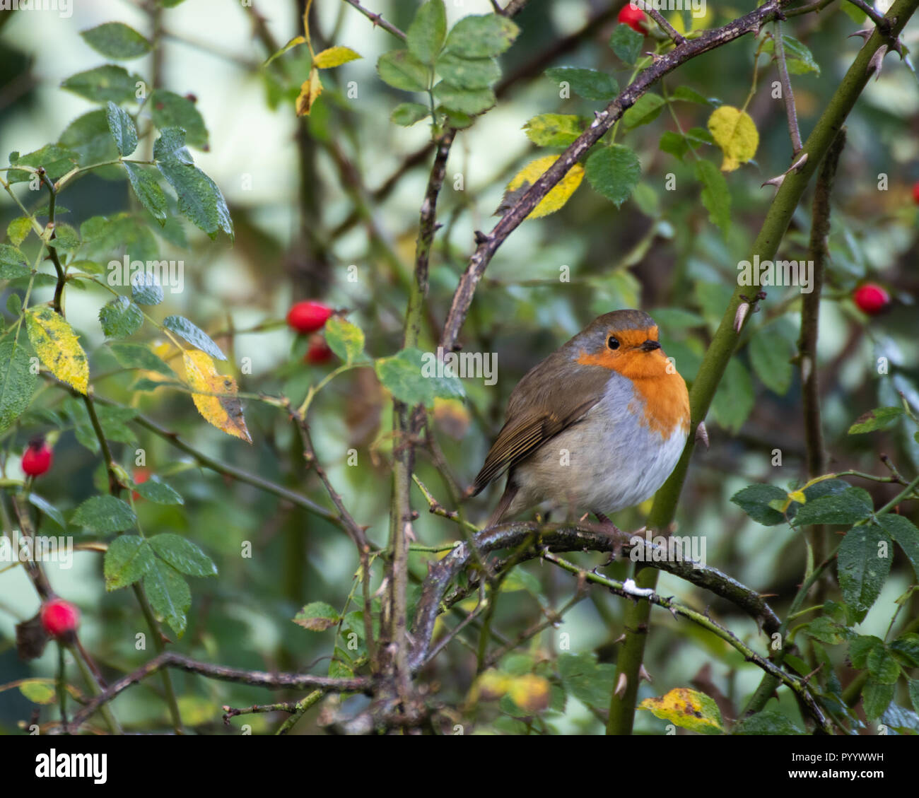 Europäische Robin im holly bush mit roten Beeren Stockfoto